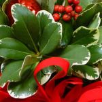 Preserving Holiday Greenery